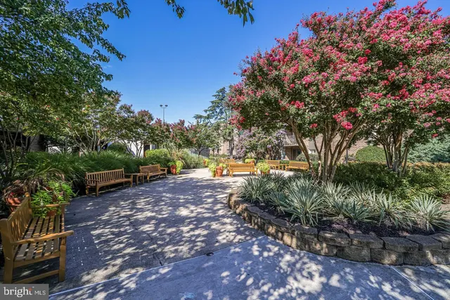 a view of a yard with plants and large trees
