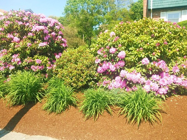 3 Wheeler Circle Canton, MA 02021 - Photo 4 of 17 Gallery Image 4