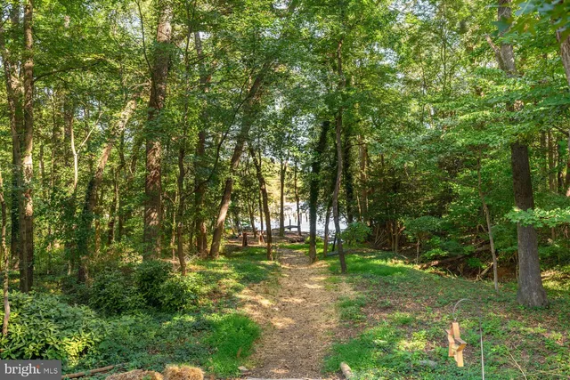 a view of a tree in the middle of a yard