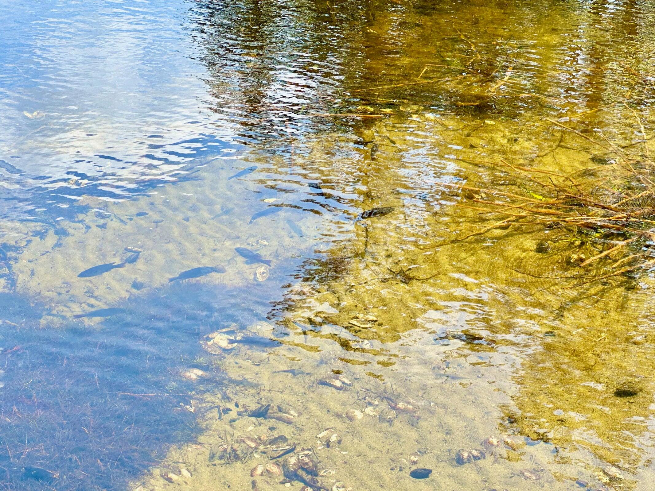 75 Menatoma Camp Road Readfield, ME 04355 - Photo 210 of 221 FISH IN THE LAKE