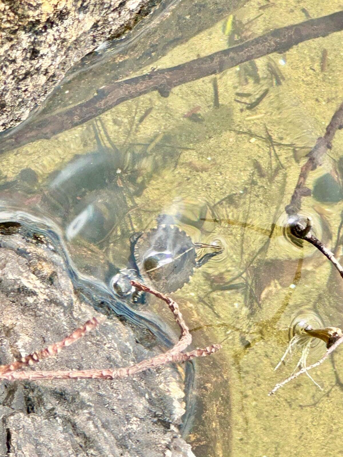 75 Menatoma Camp Road Readfield, ME 04355 - Photo 211 of 221 BABY TURTLES IN LOVEJOY POND