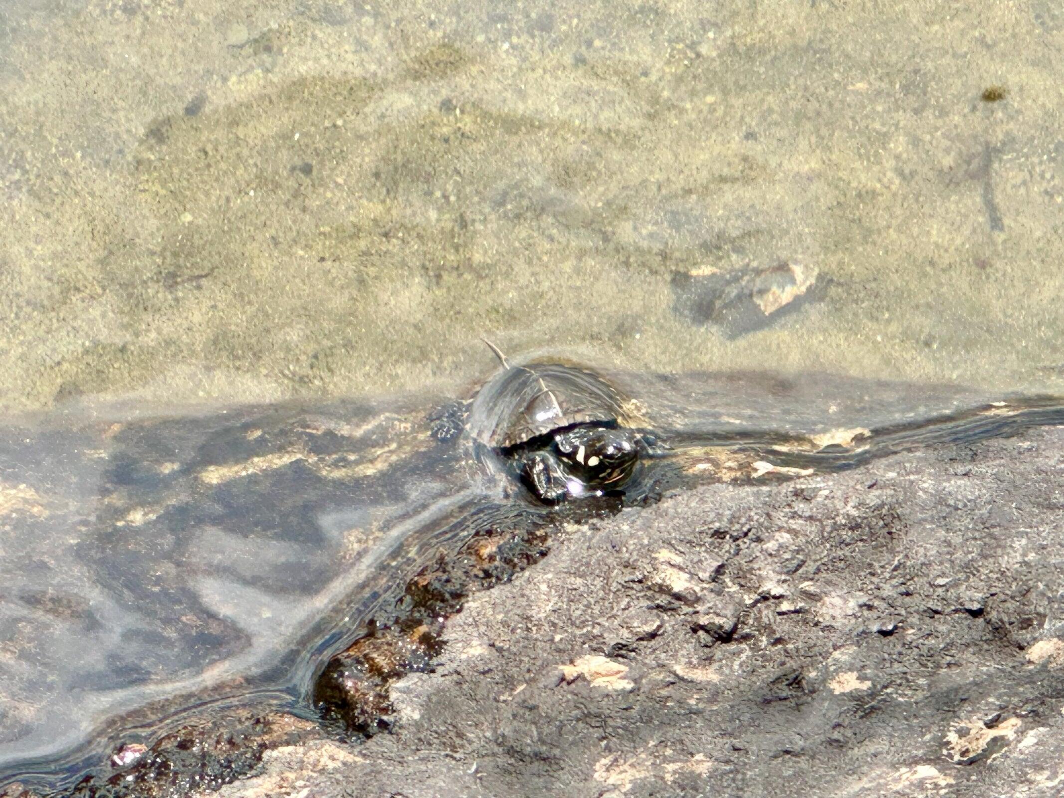 75 Menatoma Camp Road Readfield, ME 04355 - Photo 212 of 221 TURTLE