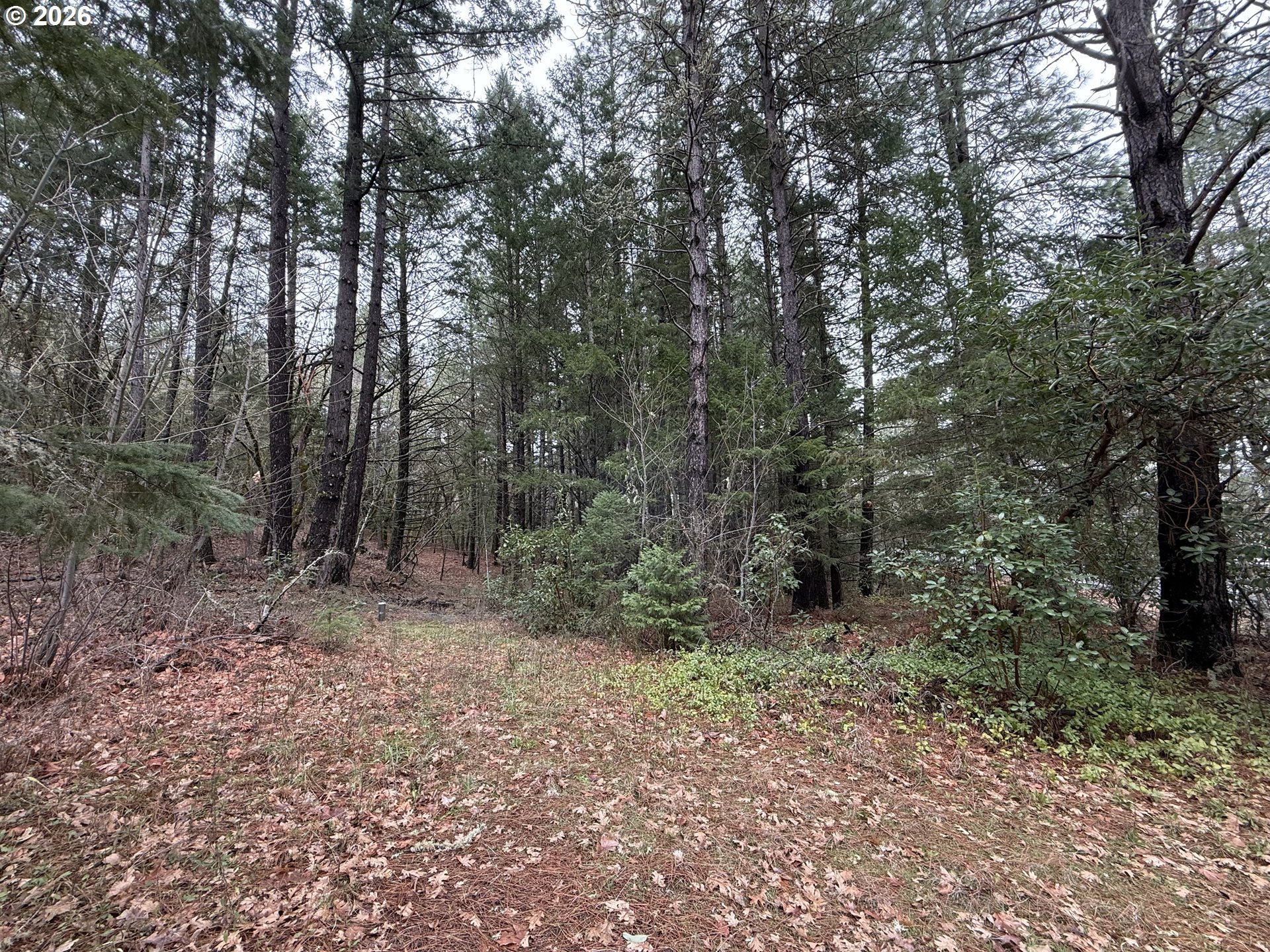 908 Riverbanks Road Grants Pass, OR 97527 - Photo 3 of 4 a view of a forest with trees in the background