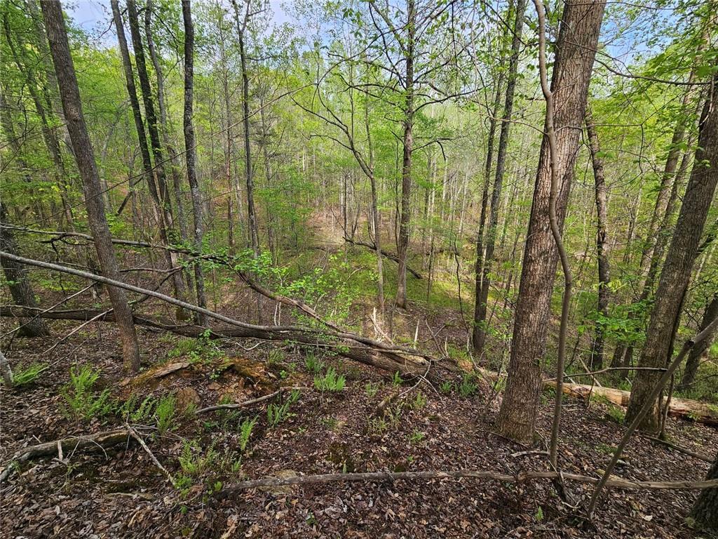 0 Talc Mine Road Jasper, GA 30143 - Photo 27 of 30 a view of a yard with lots of trees