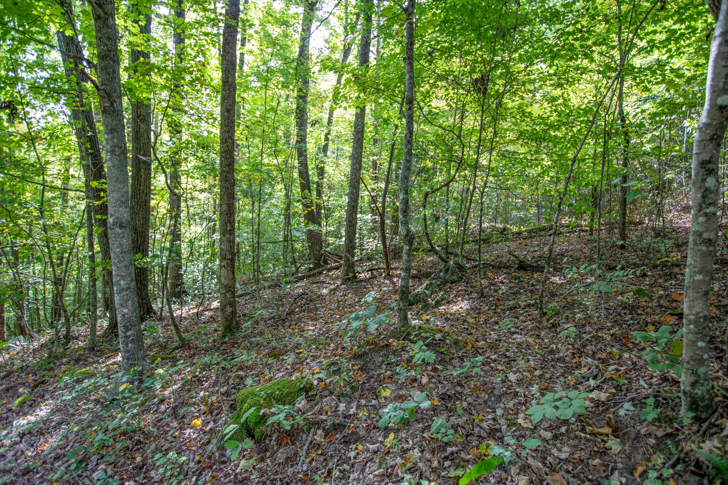 123 Harmon Road Somerset, KY 42501 - Photo 17 of 25 0O5A0976-Edit
