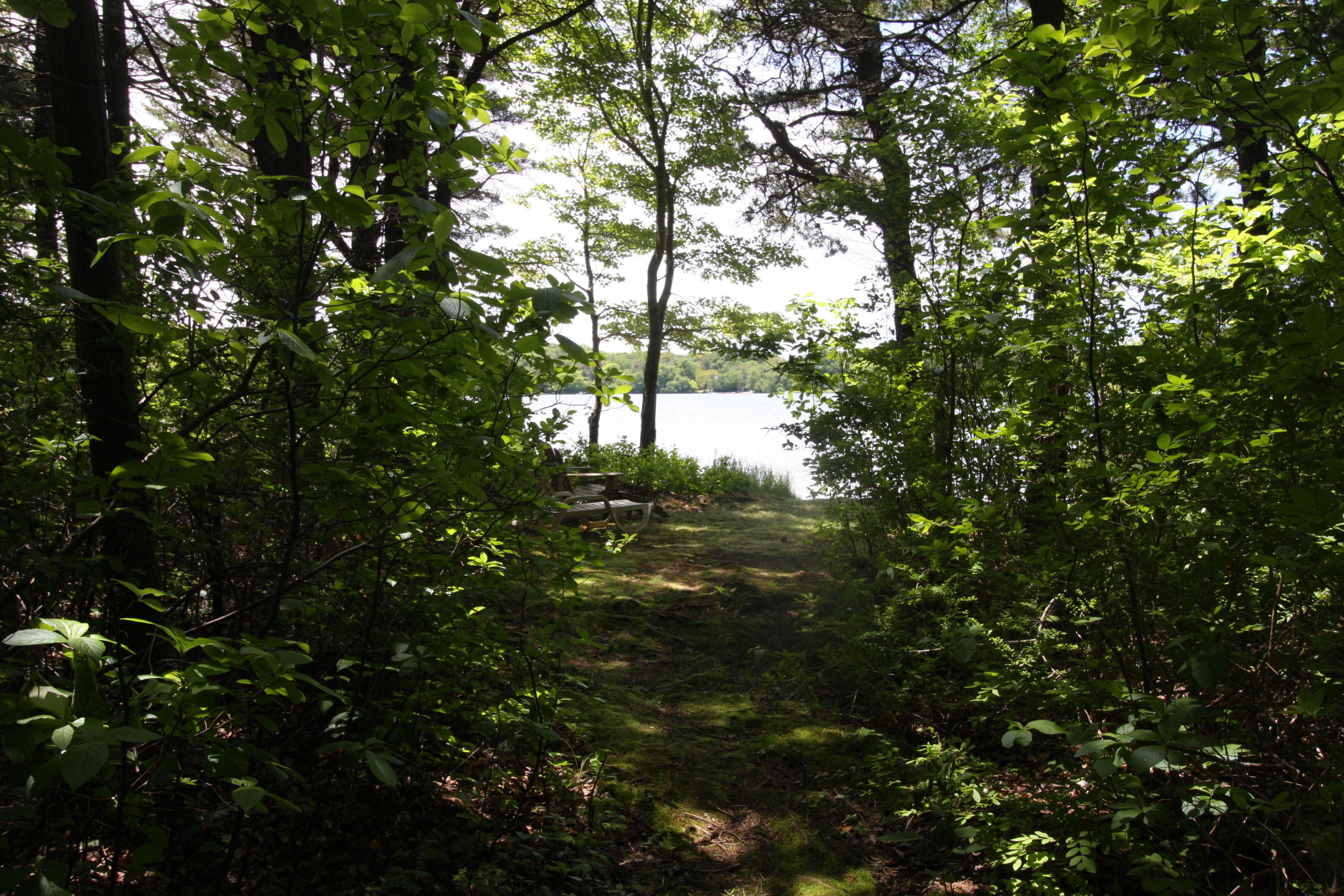 51 Paddocks Path Dennis, MA 02638 - Photo 17 of 22 a view of a tree in a yard