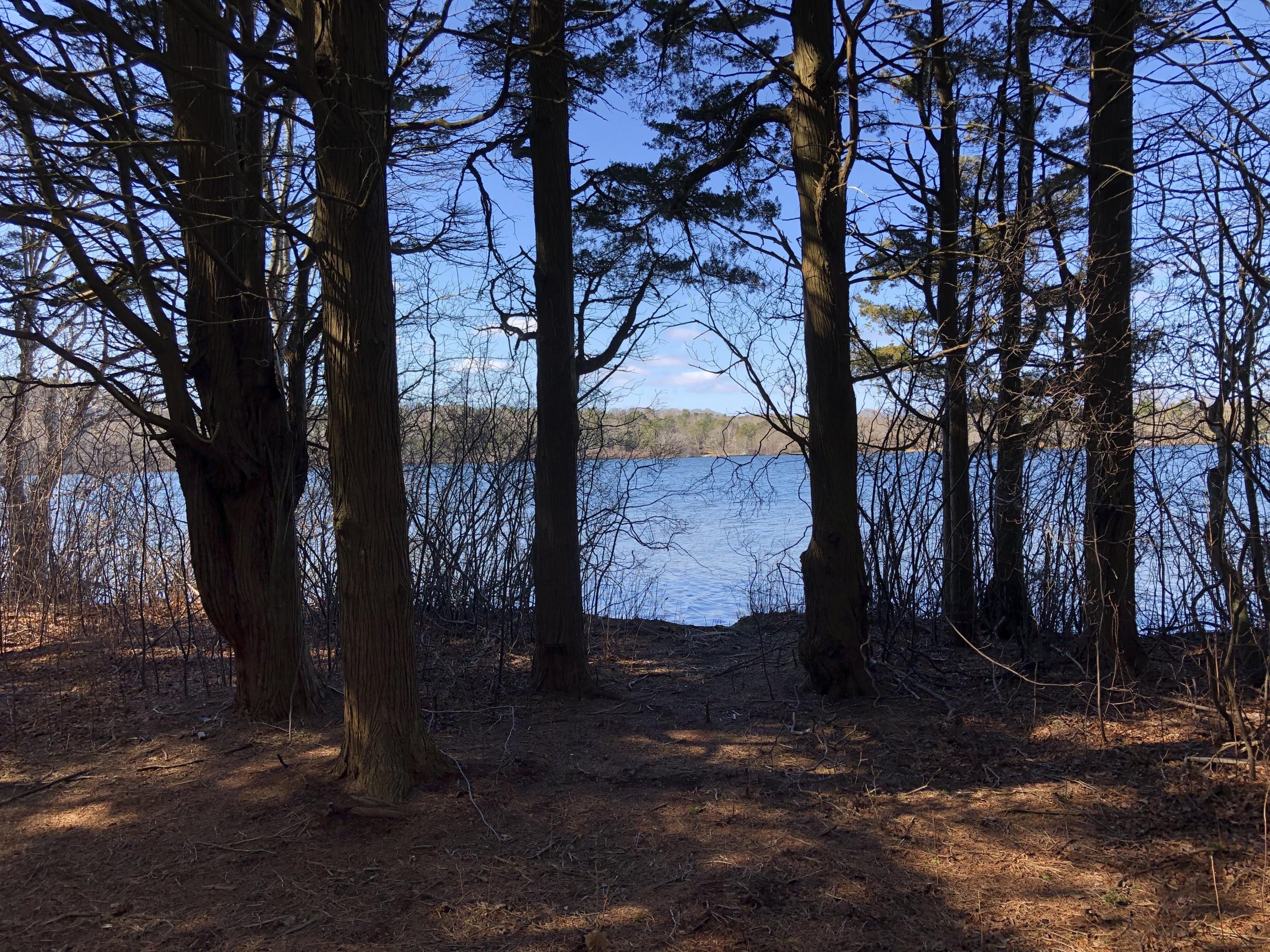 51 Paddocks Path Dennis, MA 02638 - Photo 2 of 22 a view of backyard with tree