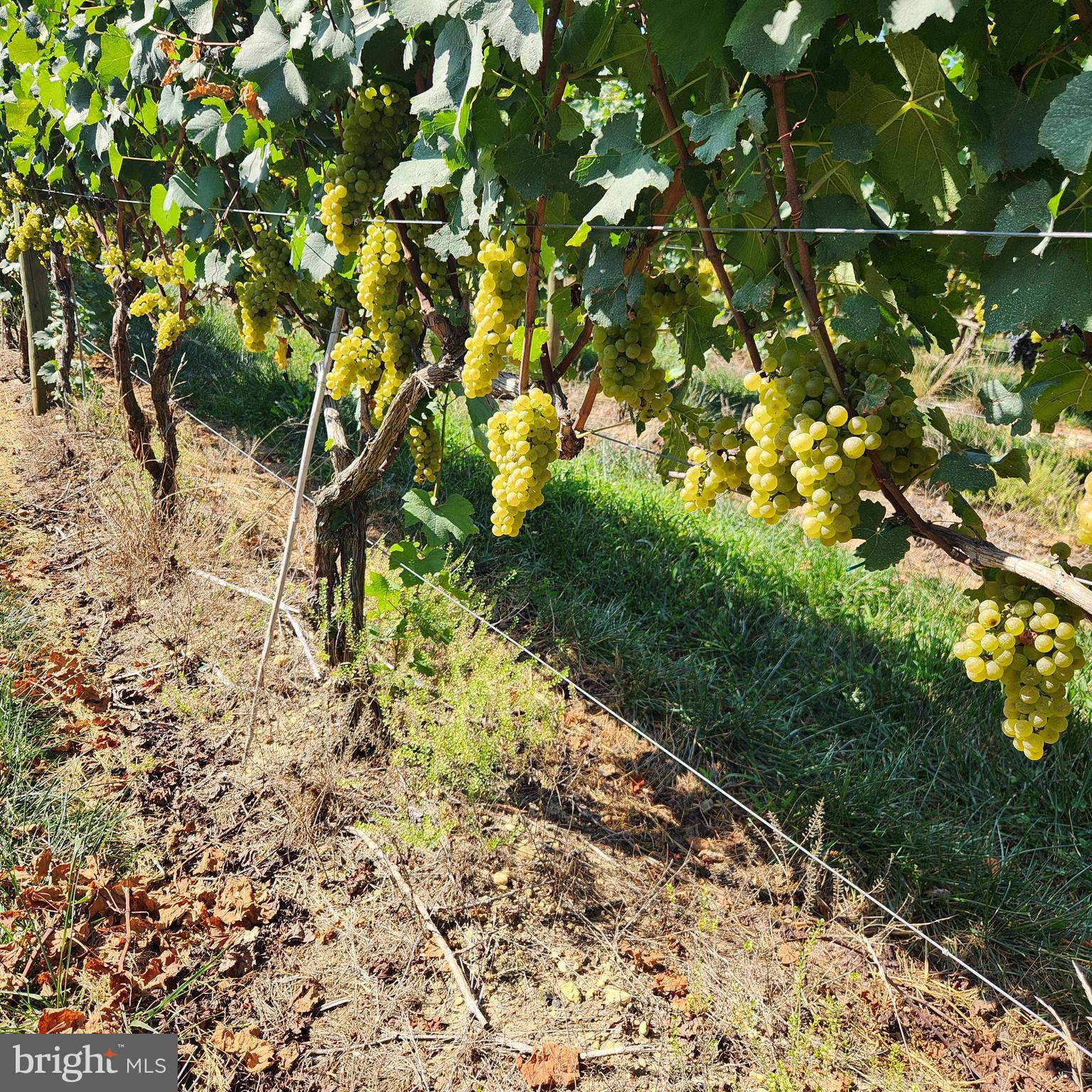 101 Griffin Road Mullica Hill, NJ 08062 - Photo 13 of 35