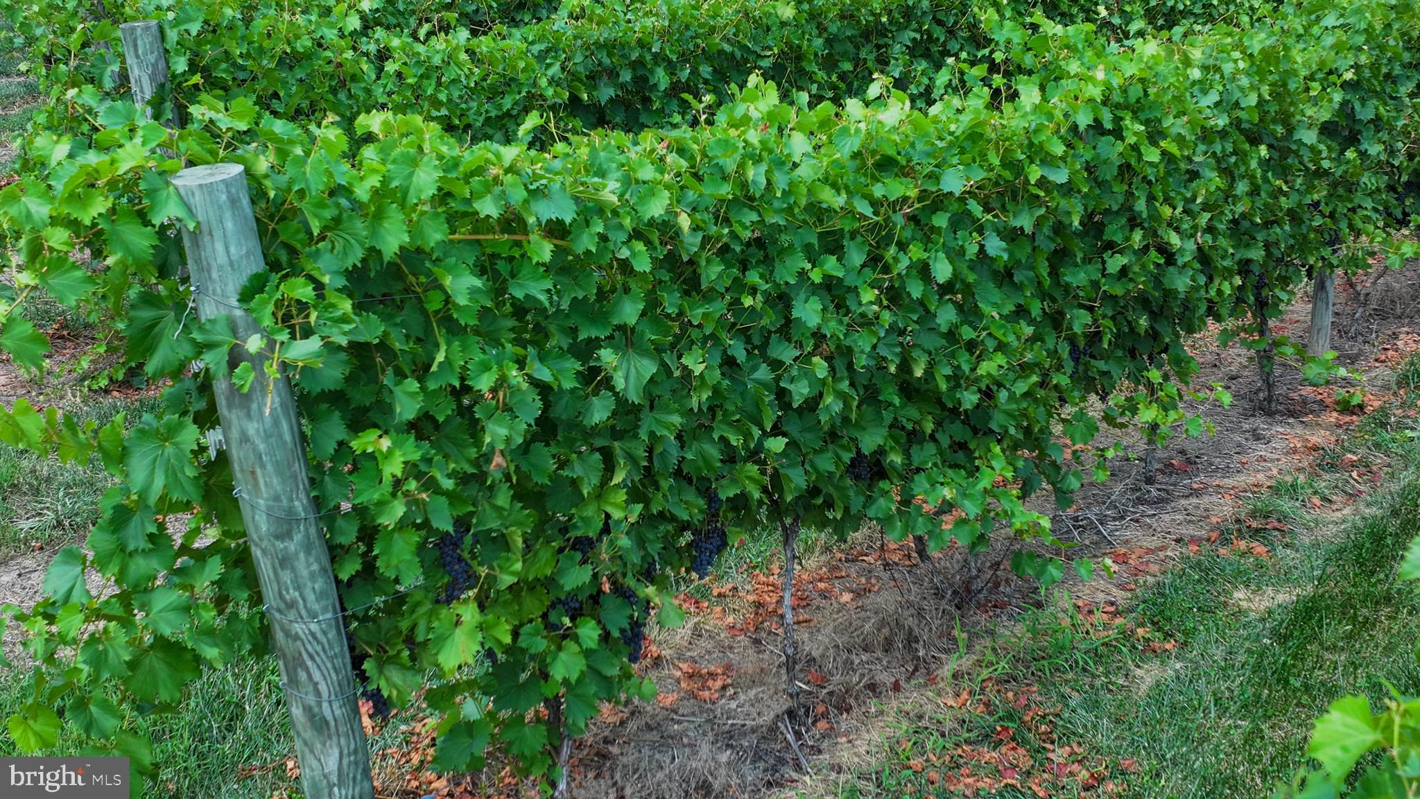 101 Griffin Road Mullica Hill, NJ 08062 - Photo 23 of 35