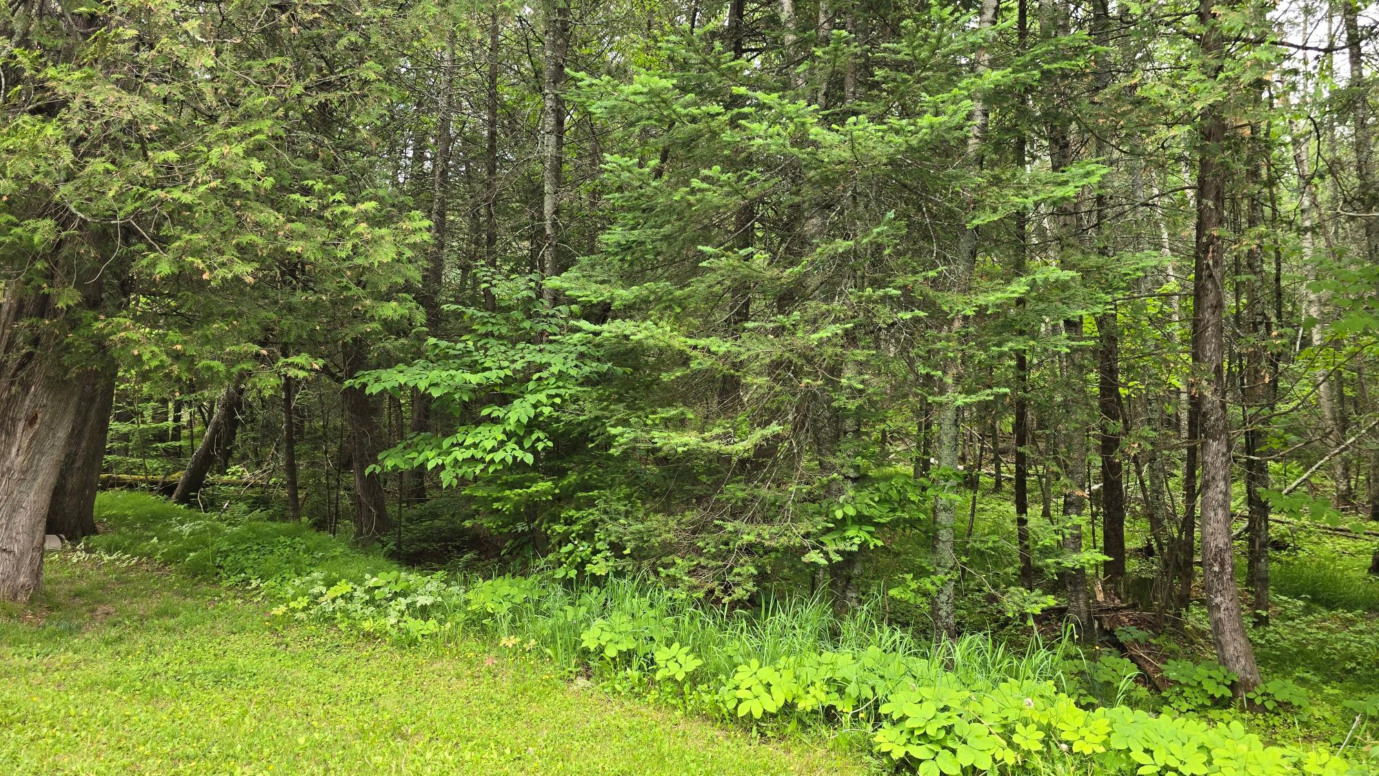 N11106 Shore Rd Road Pearson, WI 54462 - Photo 27 of 38 Gallery Image 27