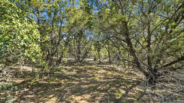 a park view with large trees
