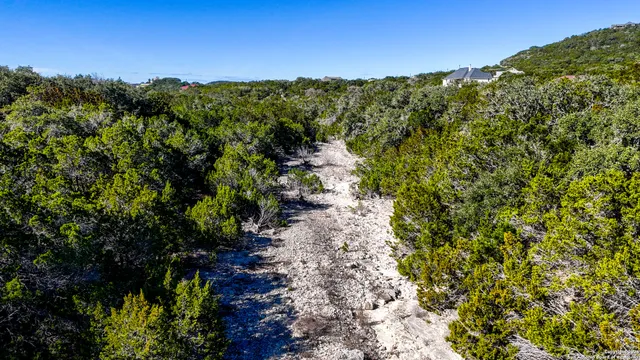 a view of a forest with a tree