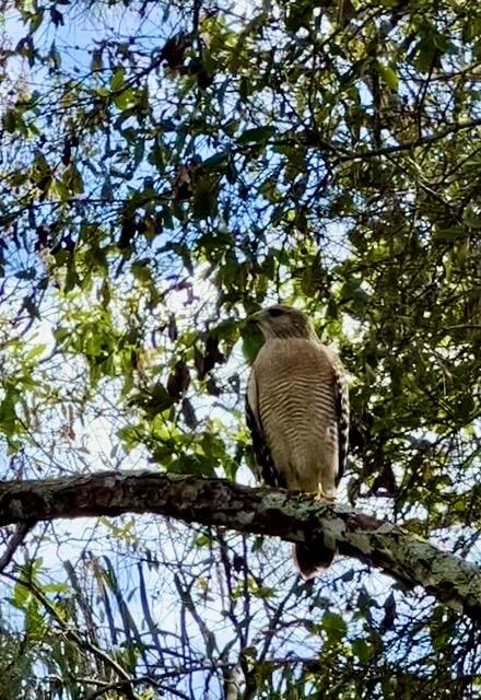 18222 126th Terrace North Jupiter, FL 33478 - Photo 21 of 22 a view of a tree with a tree