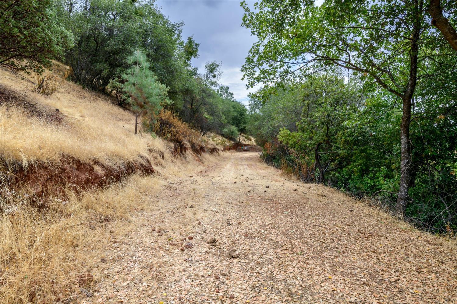1641 Needmore Drive Shingle Springs, CA 95682 - Photo 31 of 40 a view of a dry yard with trees in the background