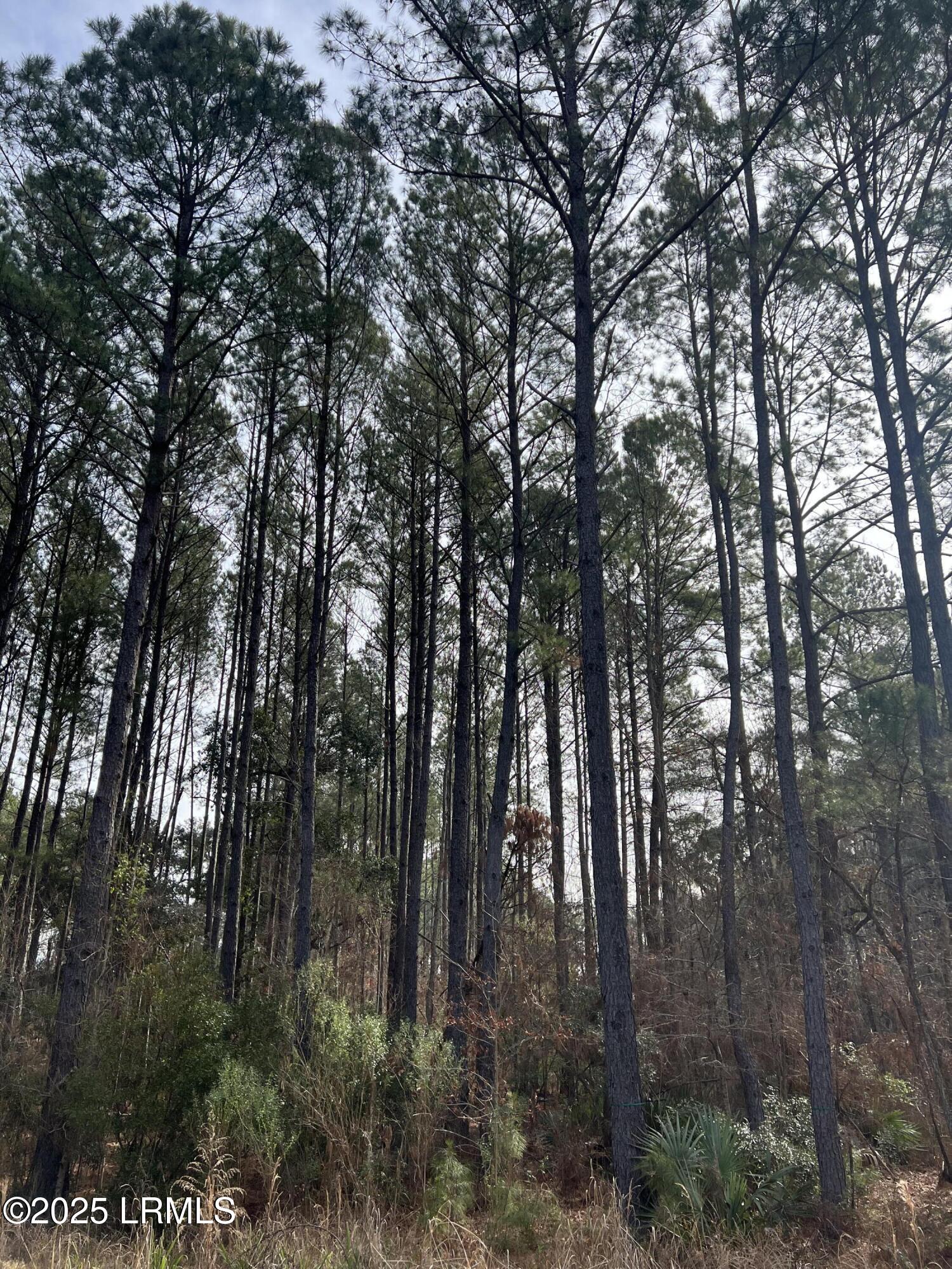 0 Chicora Lane Yemassee, SC 29945 - Photo 3 of 11 IMG_9962