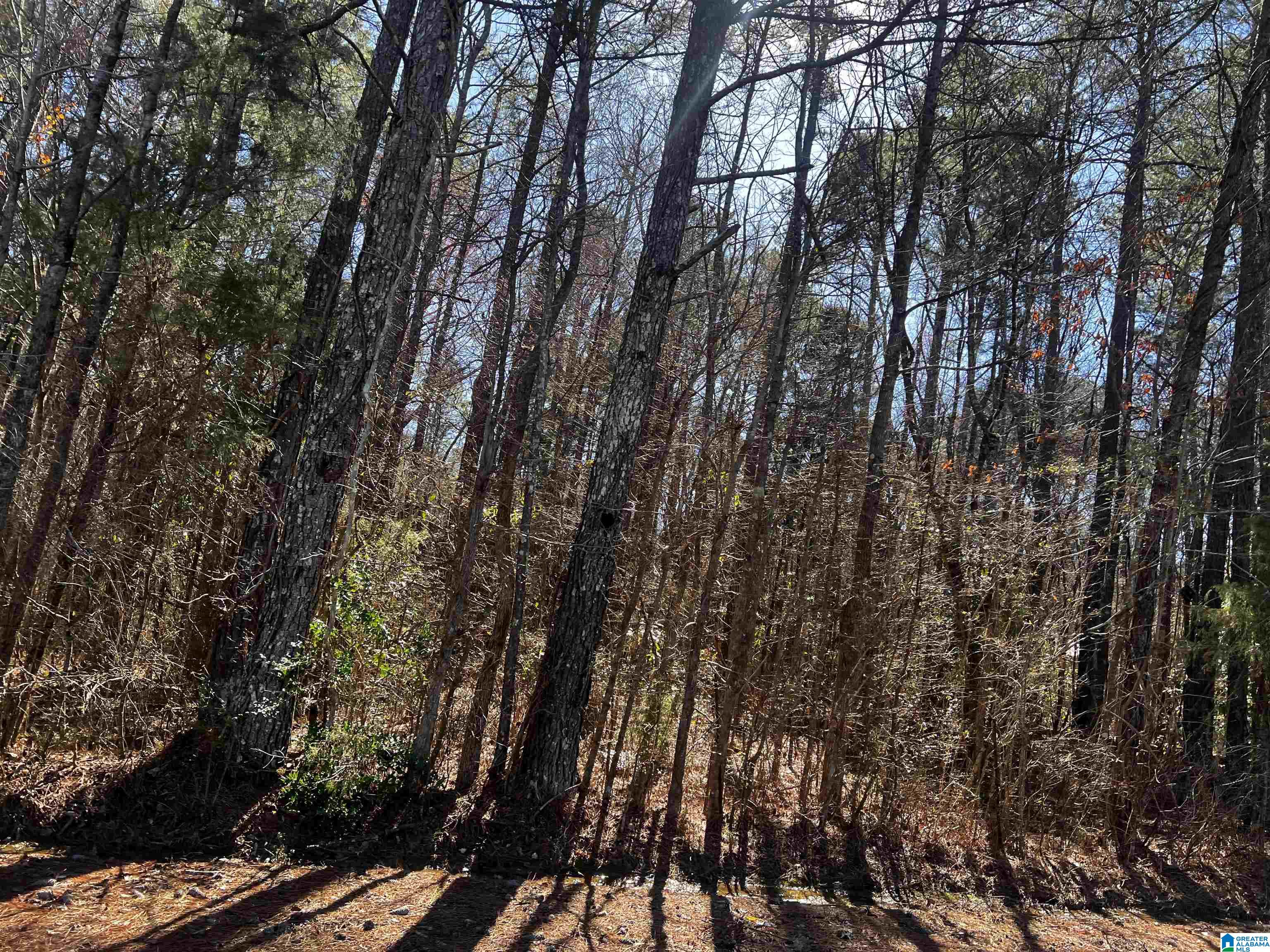0 Wolf Creek Road North, Unit 10 ACRES Pell City, AL 35125 - Photo 13 of 15