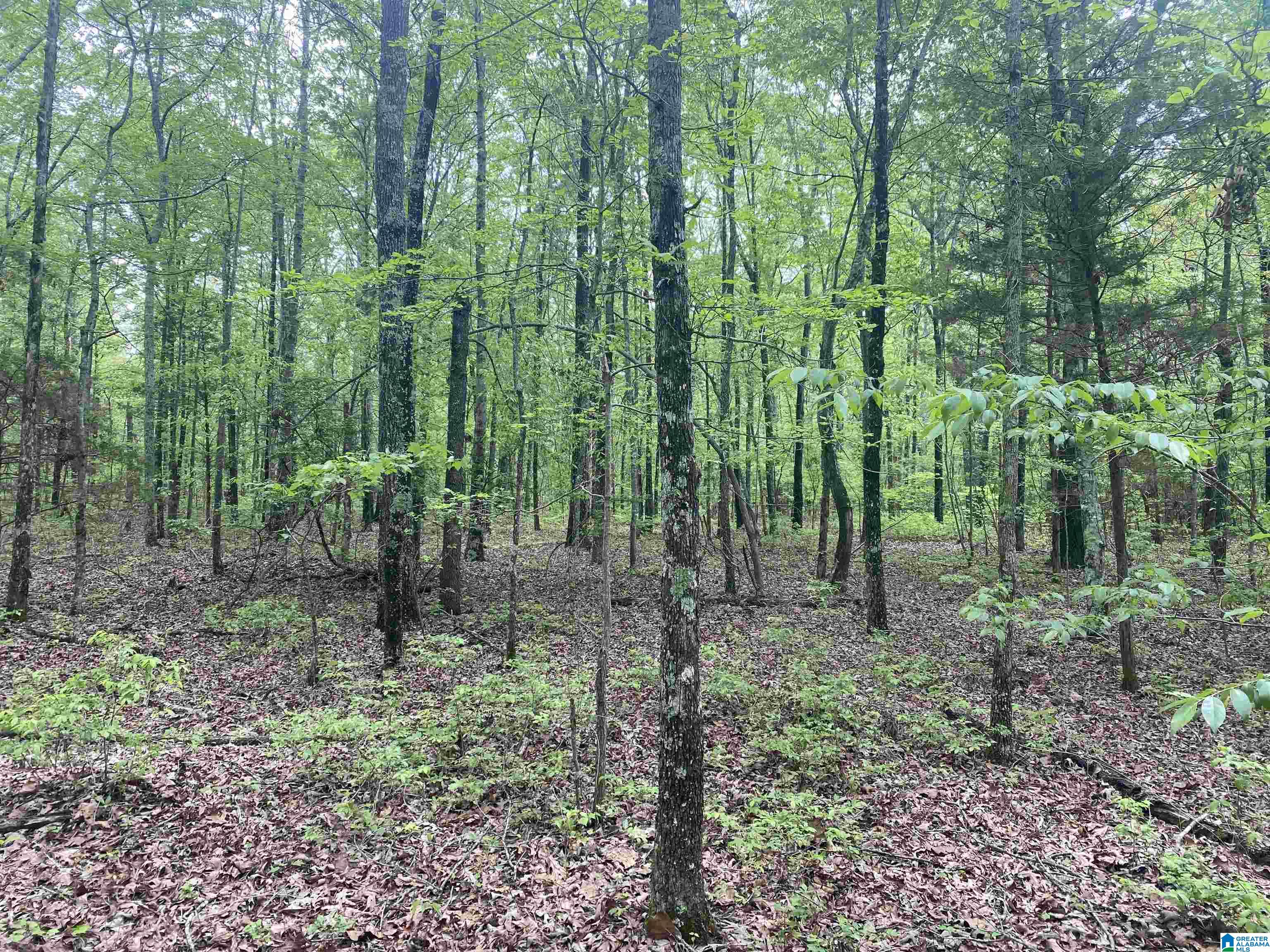 2499 Carter Grove Road, Unit 1 Hazel Green, AL 35750 - Photo 4 of 10