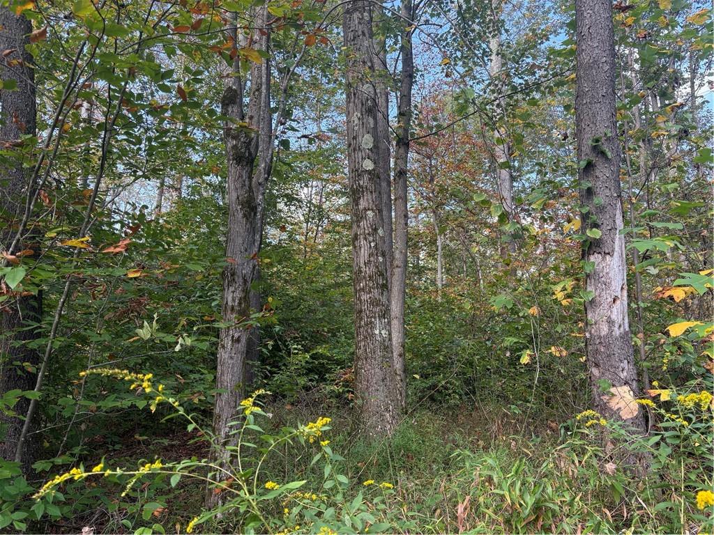 0 County Line Road Champion, PA 15622 - Photo 14 of 23 a view of a forest with trees