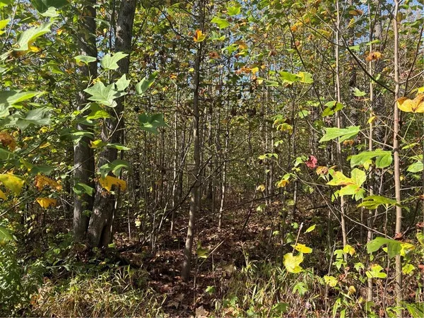 a view of forest