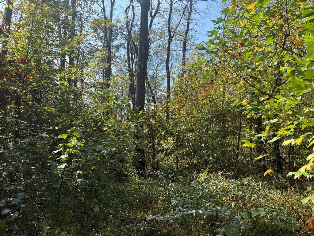 0 County Line Road Champion, PA 15622 - Photo 17 of 23 a view of forest