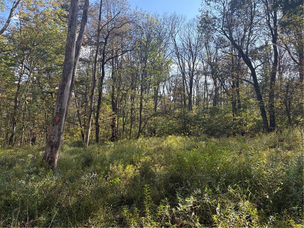 0 County Line Road Champion, PA 15622 - Photo 18 of 23 a view of a forest with trees