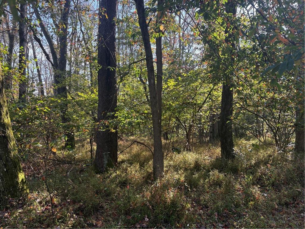 0 County Line Road Champion, PA 15622 - Photo 19 of 23 a close up of a tree