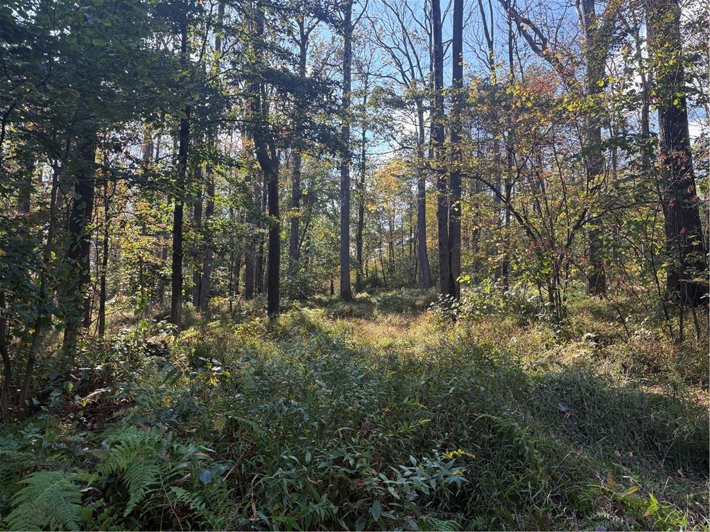 0 County Line Road Champion, PA 15622 - Photo 20 of 23 a view of a forest with trees