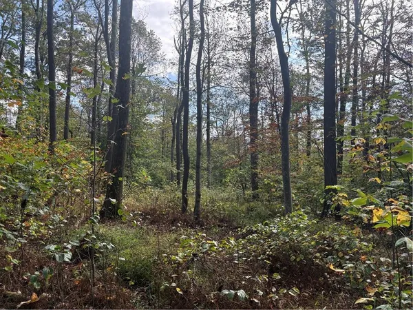 a view of a forest that has large trees
