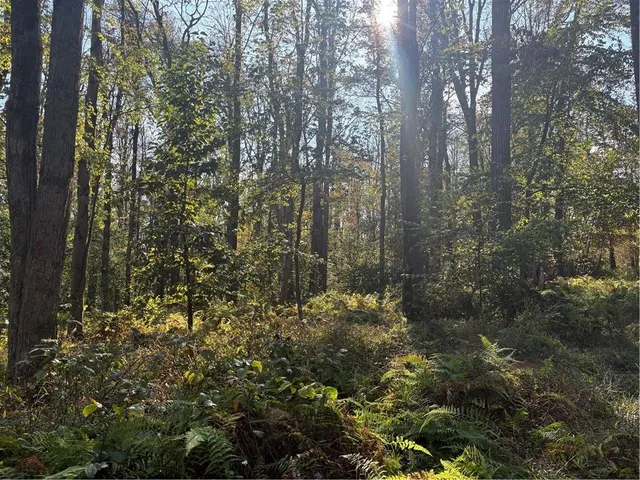 a view of a forest that has large trees