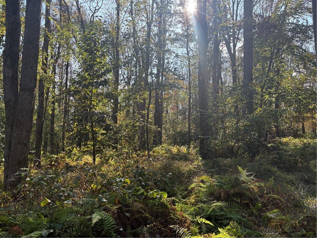 0 County Line Road Champion, PA 15622 - Photo 7 of 23 a view of a forest that has large trees