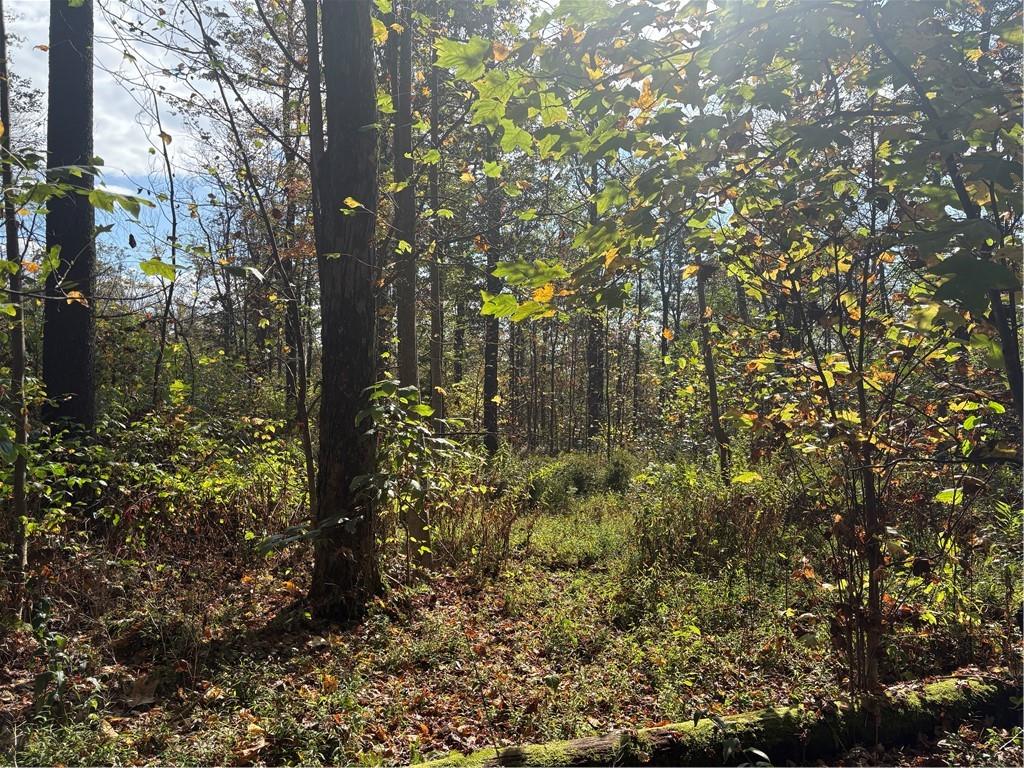 0 County Line Road Champion, PA 15622 - Photo 8 of 23 a view of forest