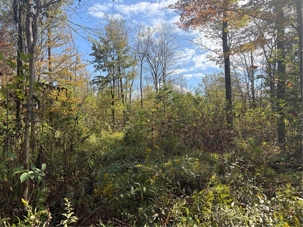 0 County Line Road Champion, PA 15622 - Photo 10 of 23 a view of forest