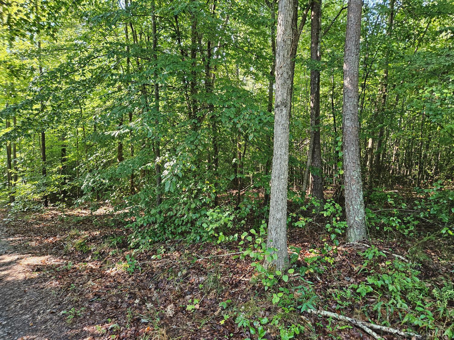 a view of outdoor space and covered with trees