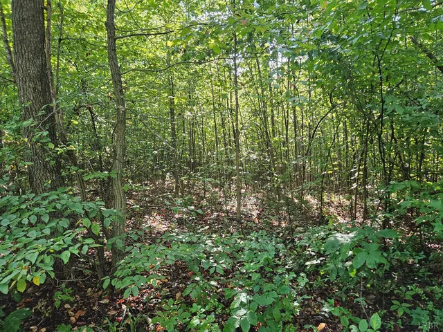 a view of a lush green forest