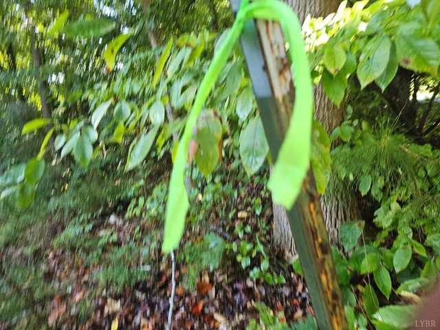 a close up of a plant in a garden
