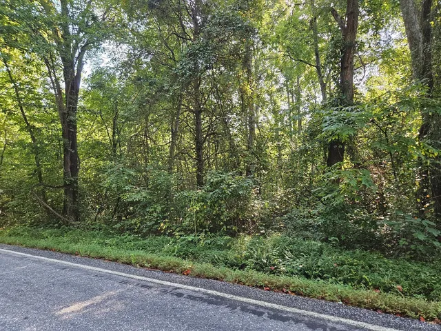 a view of a forest with a tree