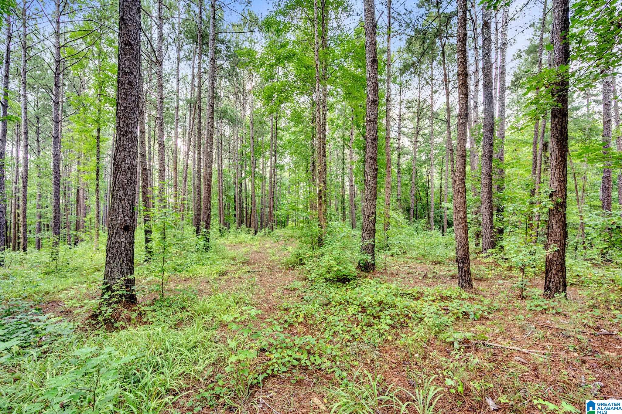 6971 Chambers Lane, Unit 1 Dora, AL 35062 - Photo 10 of 21
