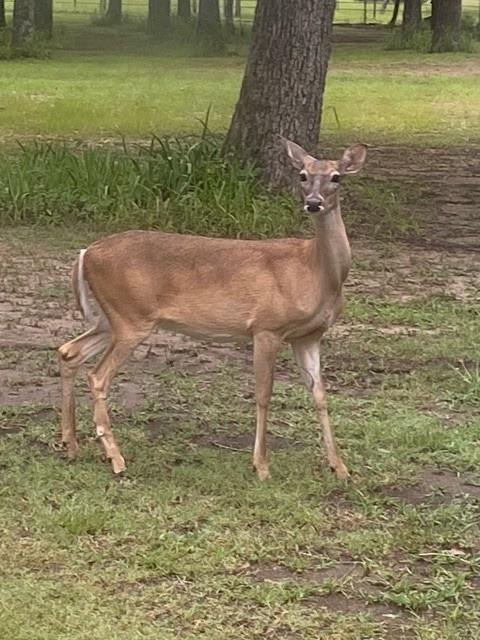 15415 Thunder Road Terrell, TX 75161 - Photo 17 of 21 Wildlife in the yard