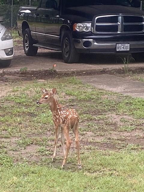 15415 Thunder Road Terrell, TX 75161 - Photo 18 of 21 a view of car garage