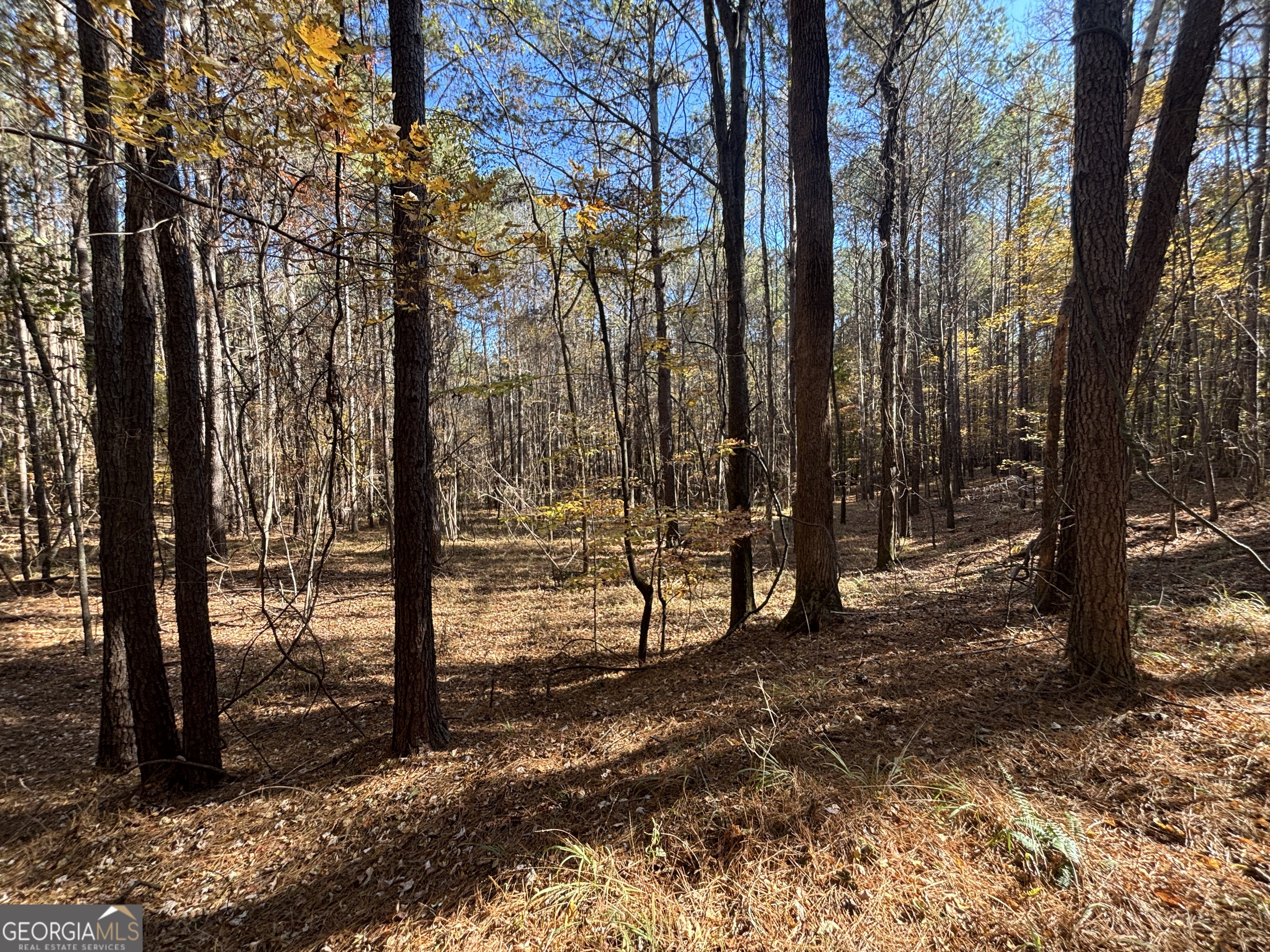 0 Heidi Trail Buckhead, GA 30625 - Photo 15 of 21 a view of a forest with trees