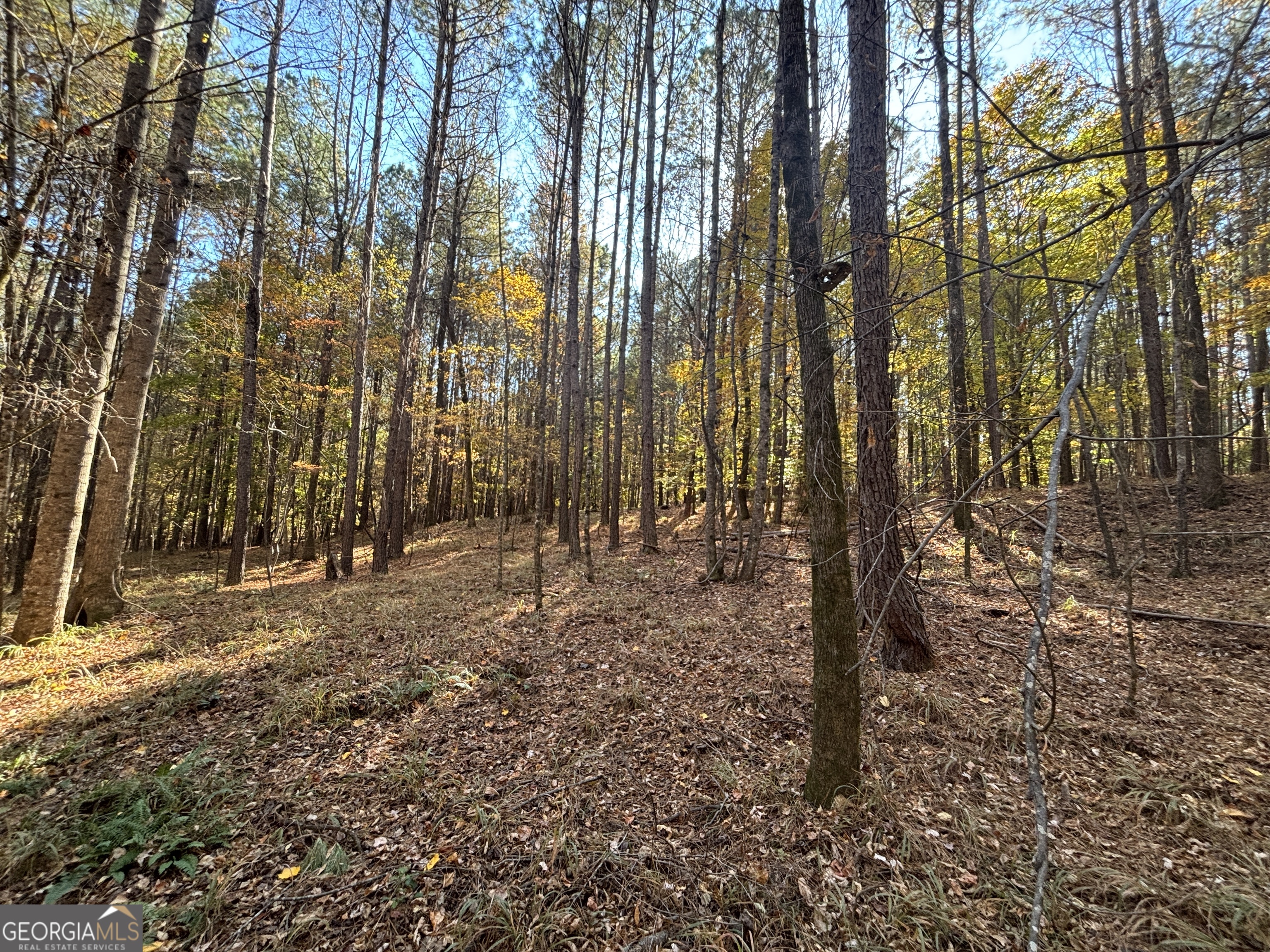 0 Heidi Trail Buckhead, GA 30625 - Photo 16 of 21 a view of forest