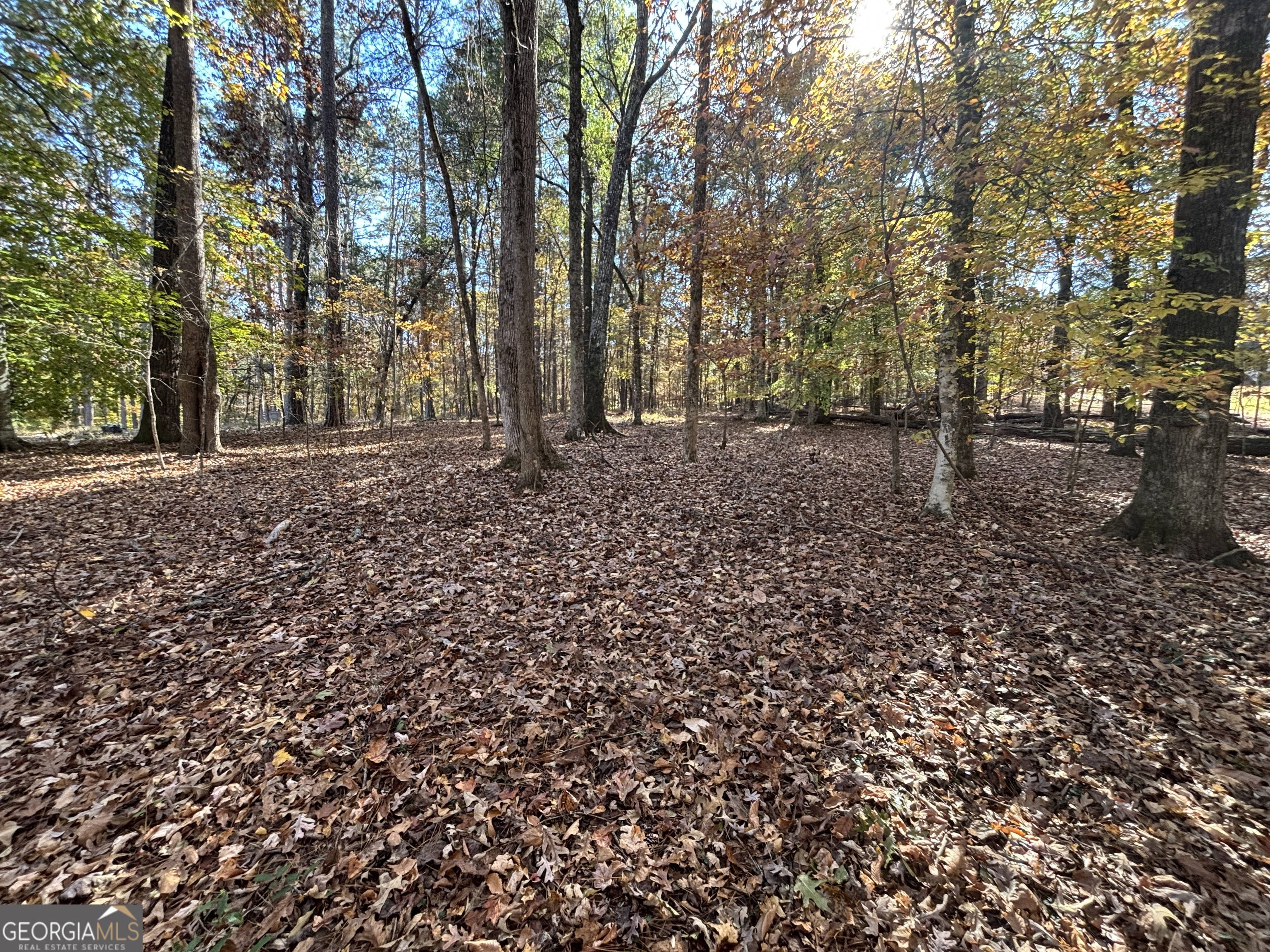 0 Heidi Trail Buckhead, GA 30625 - Photo 10 of 21 a view of a forest with lots of trees