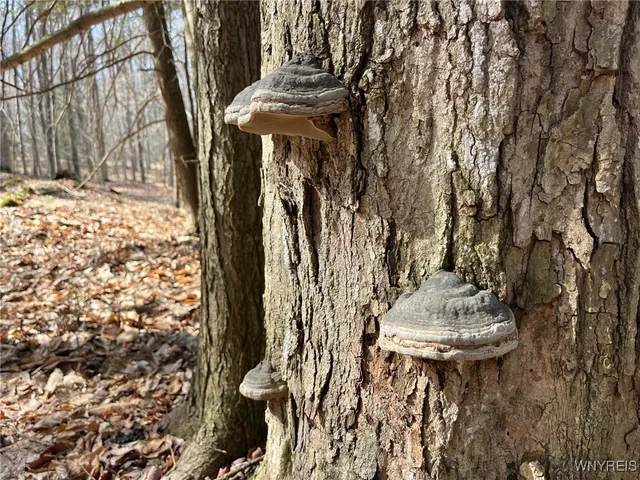 $189,900 | 1292 Halls Corners Road, Attica, NY 14011