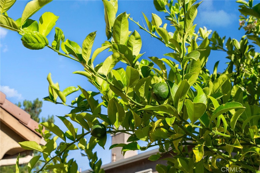 28889 Edenton Way Temecula, CA 92591 - Photo 31 of 56 Fruit trees on property