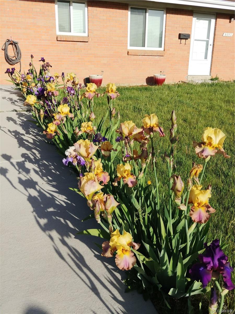 4693 Dudley Street Wheat Ridge, CO 80033 - Photo 35 of 36