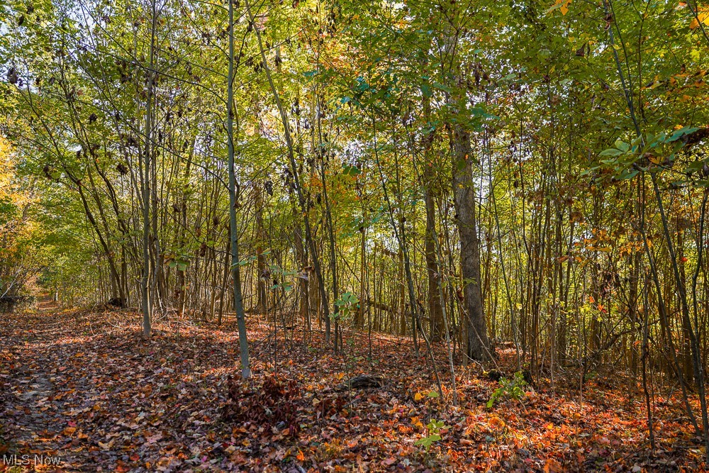 Baughman Run Road Roseville, OH 43777 - Photo 16 of 38 View of local wilderness