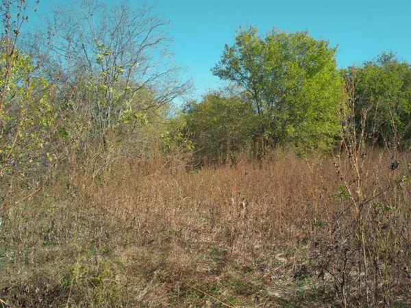 a close up of a tree
