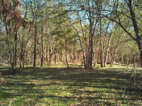 a yard with trees in the background