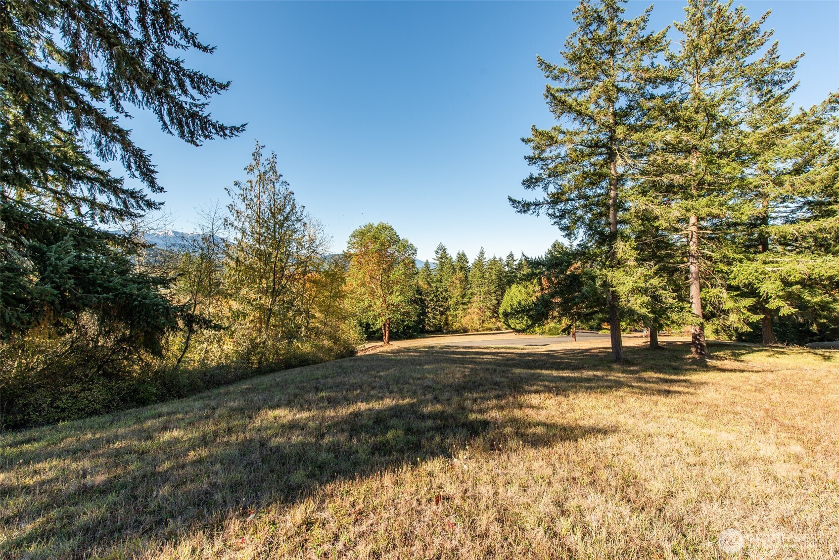 1051 Fox Hollow Road Sequim, WA 98382 - Photo 30 of 39 a view of dirt yard with a large trees