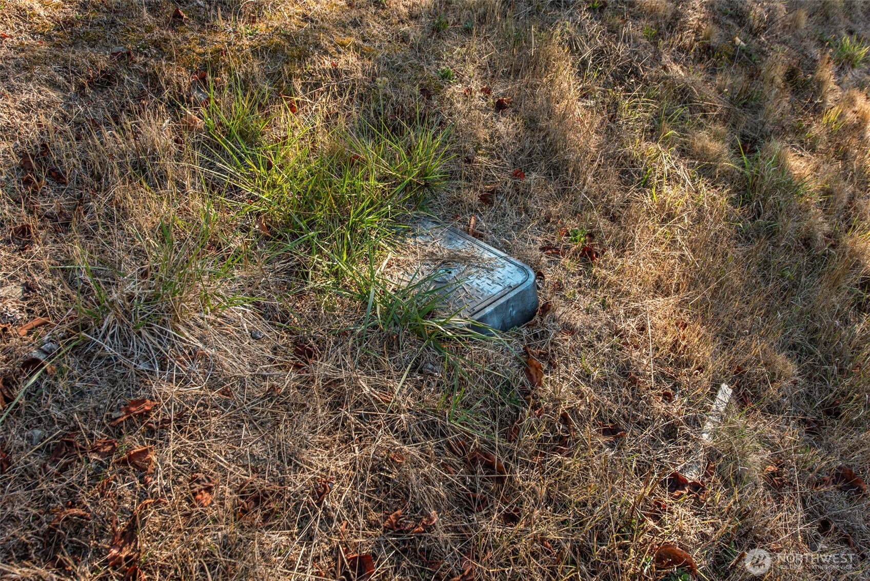 1051 Fox Hollow Road Sequim, WA 98382 - Photo 30 of 40 a close up of a plant in a yard
